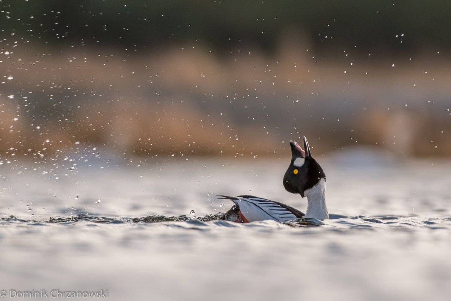 common goldeneye, bucephala clangula, goldeneye, aves, birds, dominik chrzanowski wildlife photography, Dominik Chrzanowski