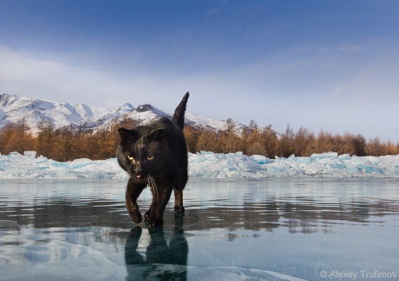 Говорят, не повезет, если... фото превью