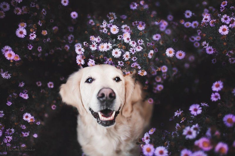 собака, цветы, золотистый ретривер, ретривер, голден Осенние цветы фото превью