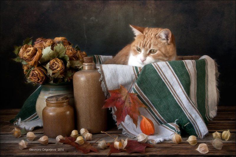 Где ты, май..? фото превью