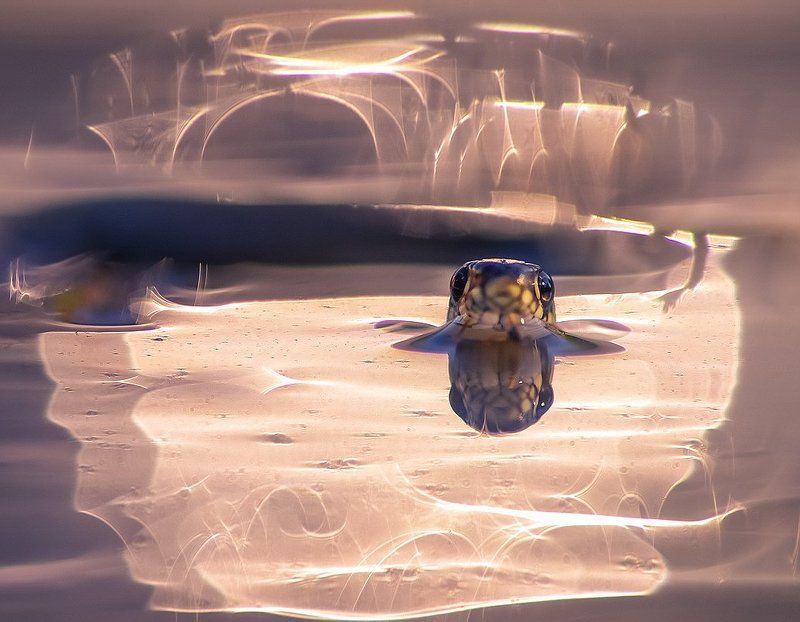 Черепаха Тортилла фото превью