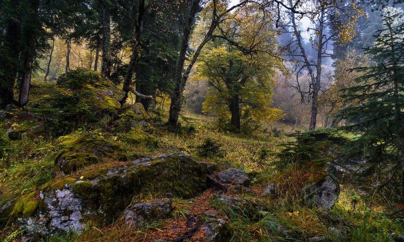 Про лес предгорья фото превью