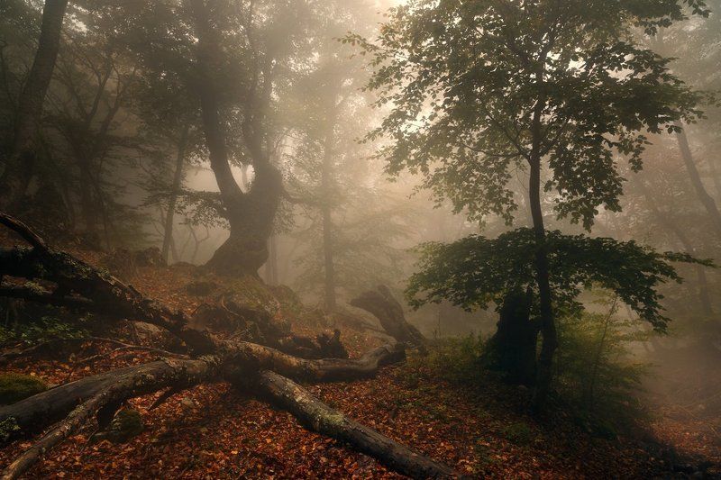 Утренние фантазии фото превью