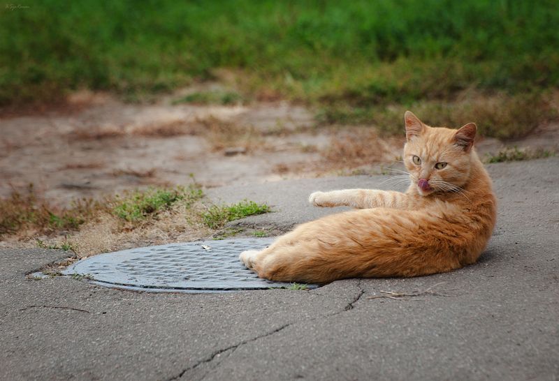 *** фото превью