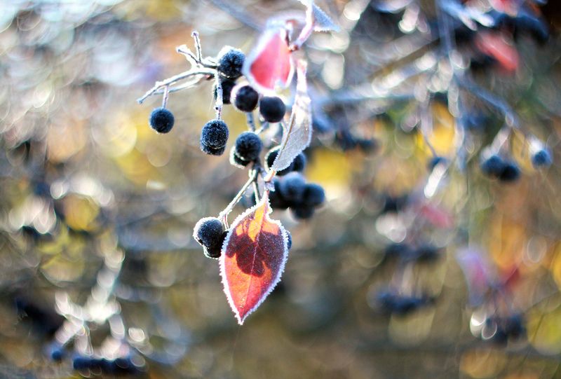 рябина , иней , мороз, осень *** фото превью