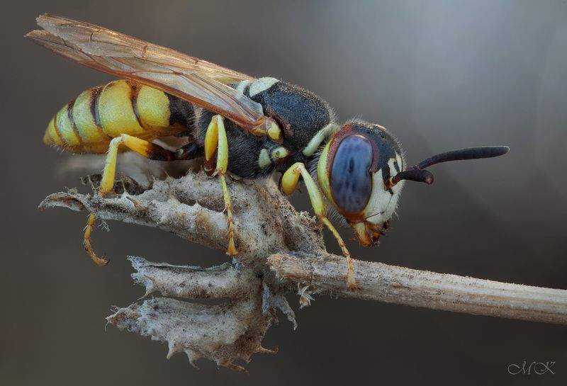 Пчелиный волк, Песочная оса, European beewolf, hilanthus triangulum Пчелиный волк - гроза пасек фото превью