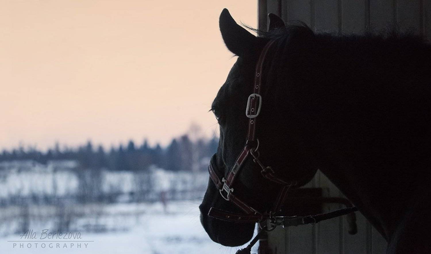 лошадь, вороной, черный, утро, зима, рассвет, холод, Alla