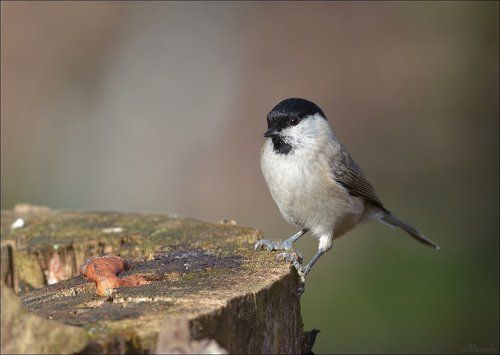 Черноголовая гаичка