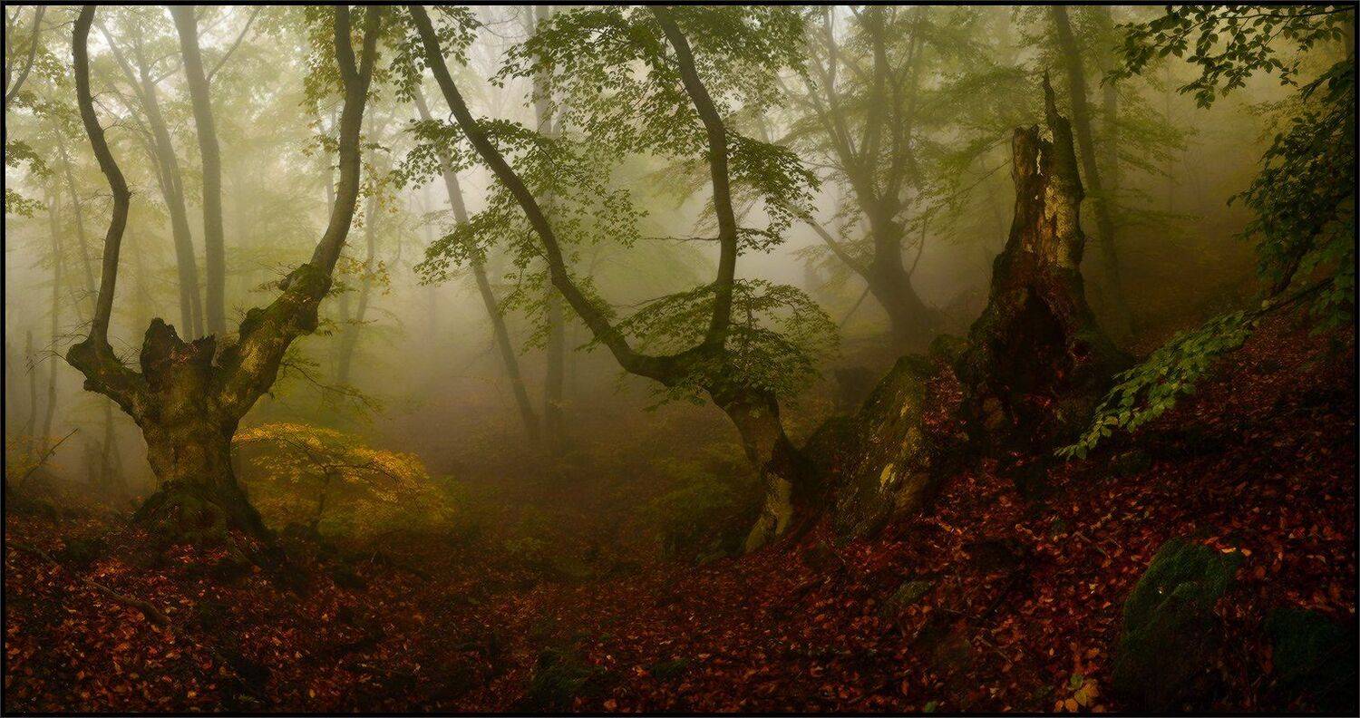 , Владимир Метцгер