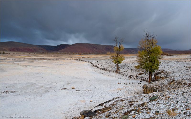 алтай, реликтовые тополя, чаган узун В долине Длинного Чагана фото превью