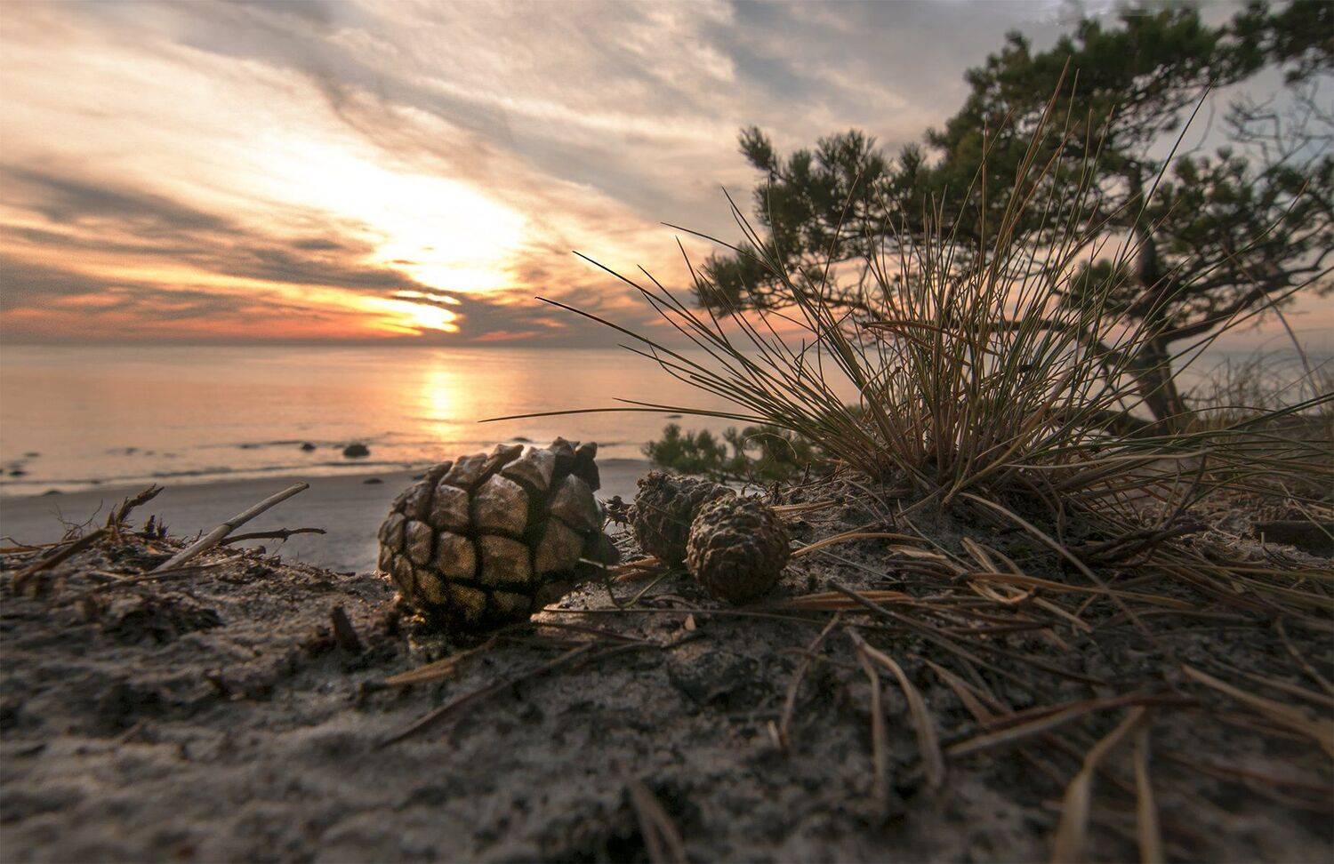 cones,pine,sunset,sea, Daiva Cirtautė