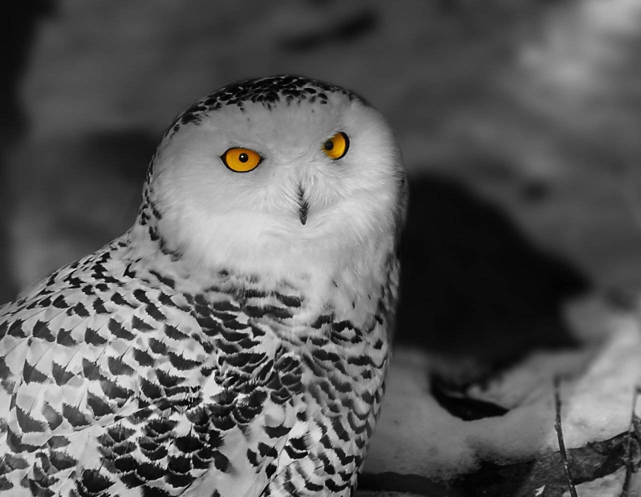 совы, Олег Богданов