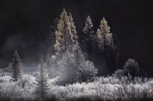 Серебро утра