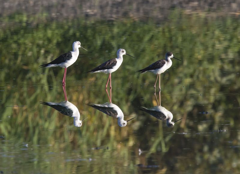 reflection фото превью