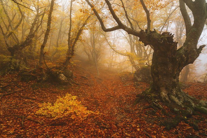Утренние фантазии фото превью