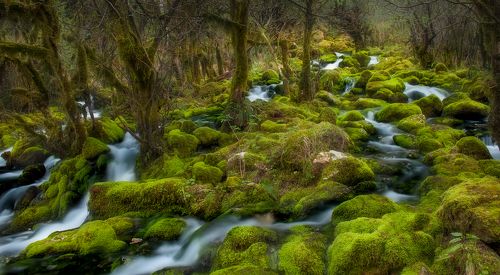 Mistick of spring...