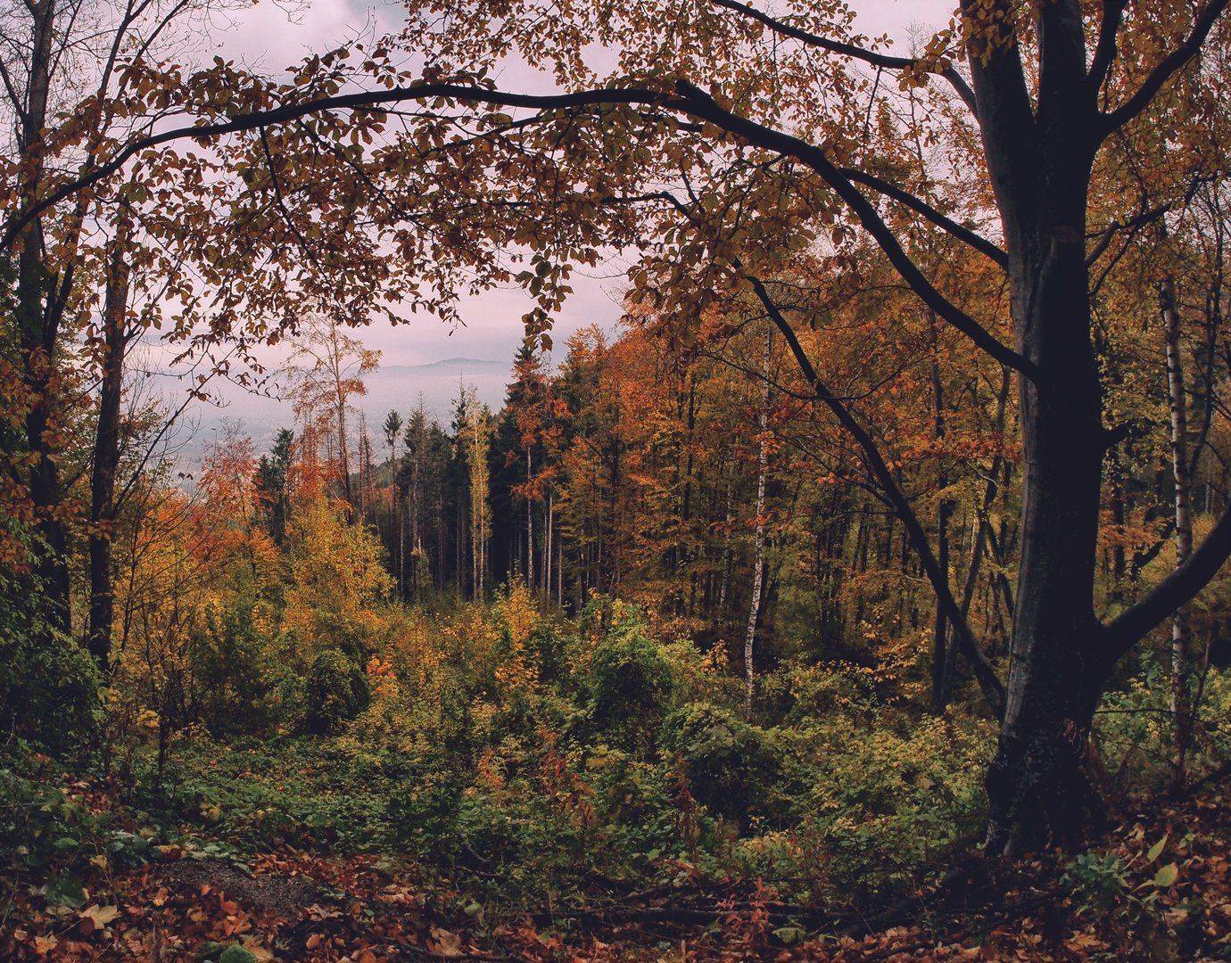 , Димитър Стоянов