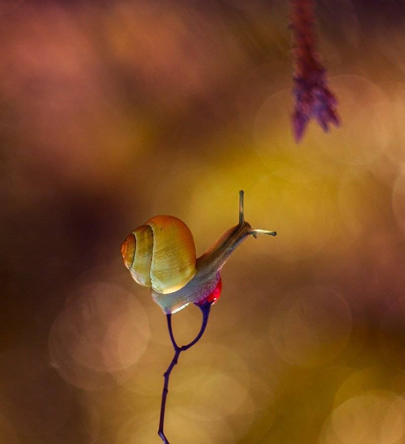 , Pawel Plucinski
