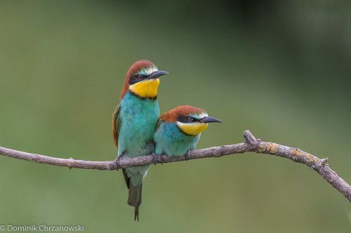 European bee-eater