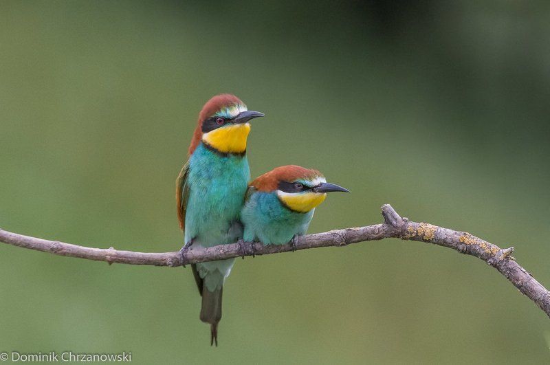european bee-eater, aves, birds, merops apiaster, dominik chrzanowski wildlife photography European bee-eater фото превью