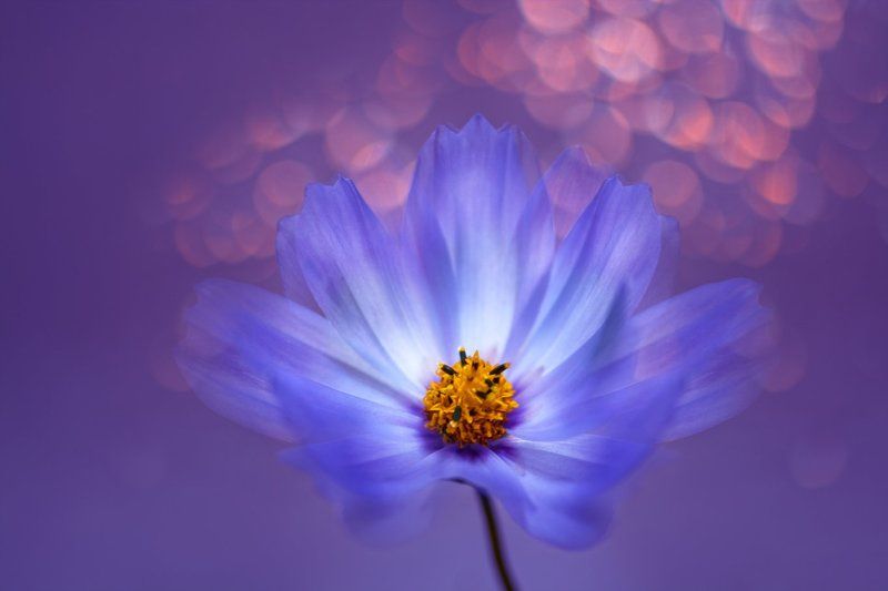 про цветы фото превью