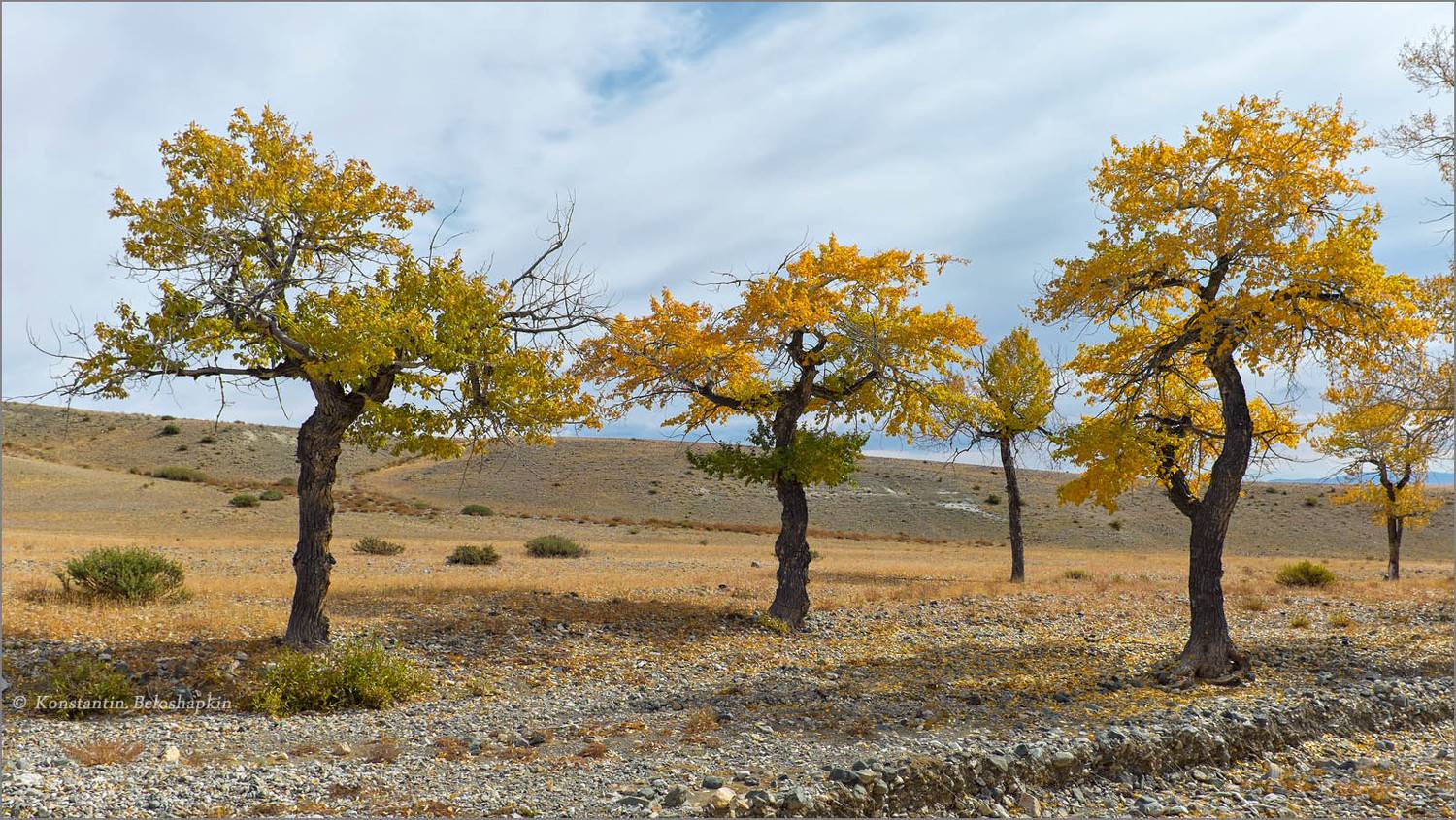 алтай, реликтовые тополя, энты, Константин Белошапкин