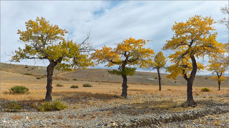 алтай, реликтовые тополя, энты Танцы тополей фото превью