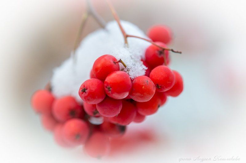 Белое и Красное фото превью