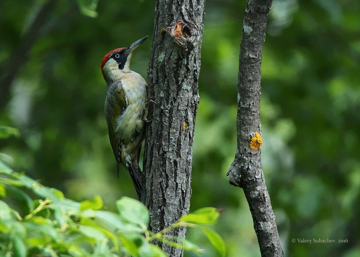 , Валерий Субачев