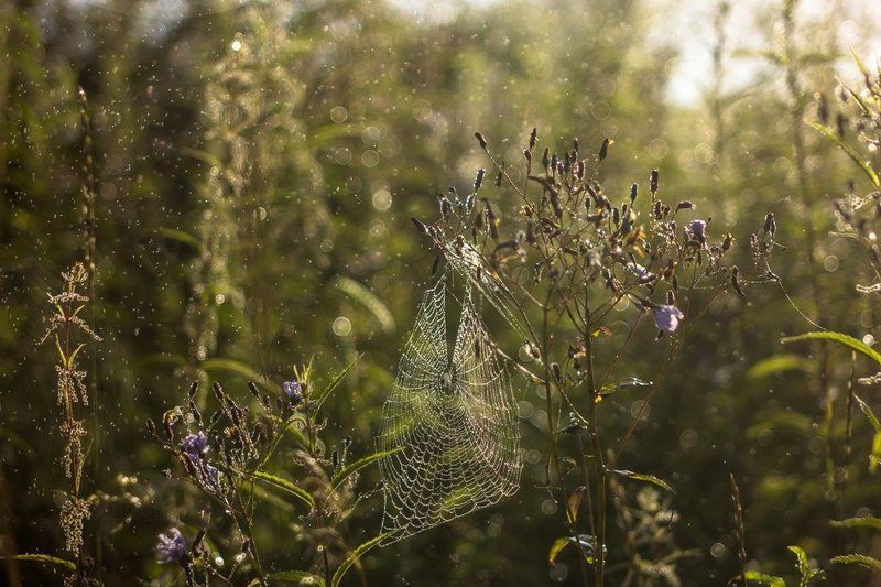 Паутинки августа. фото превью
