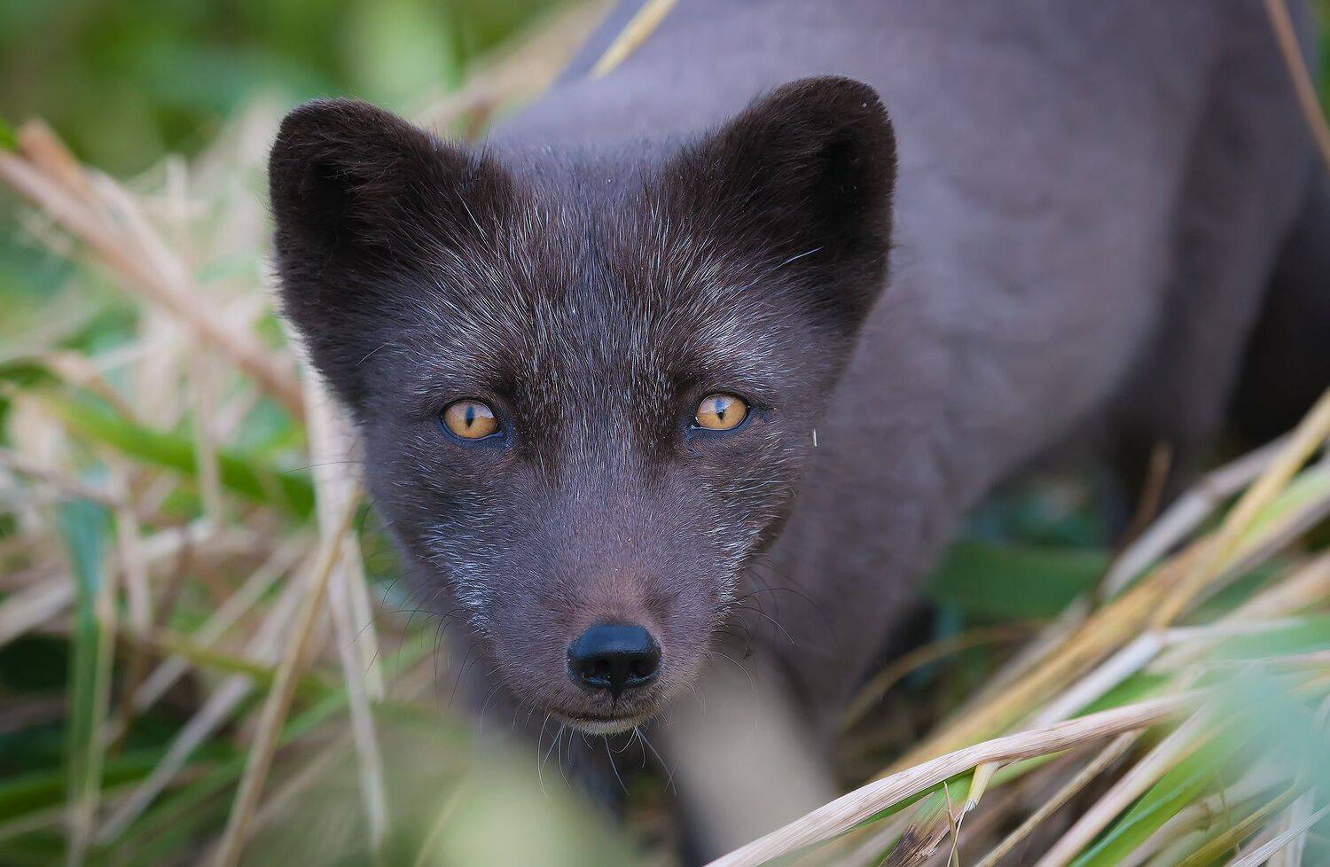 беринговский песец, зверь, остров беринга, командорские острова, Дмитрий Уткин