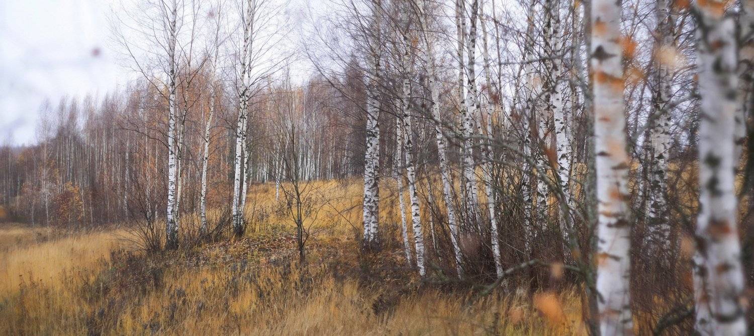 осень, Свистков Александр