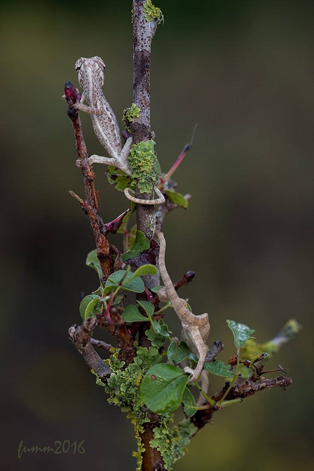 , Игорь ФУММ