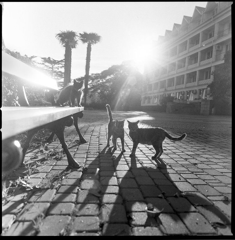 Прогулка с Кошками фото превью