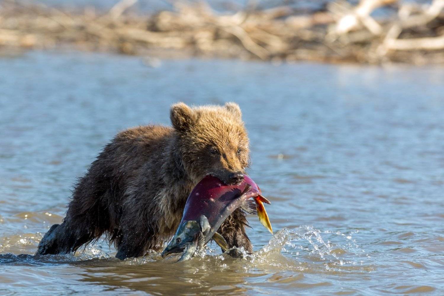 Медведь, Камчатка, , Власов Егор