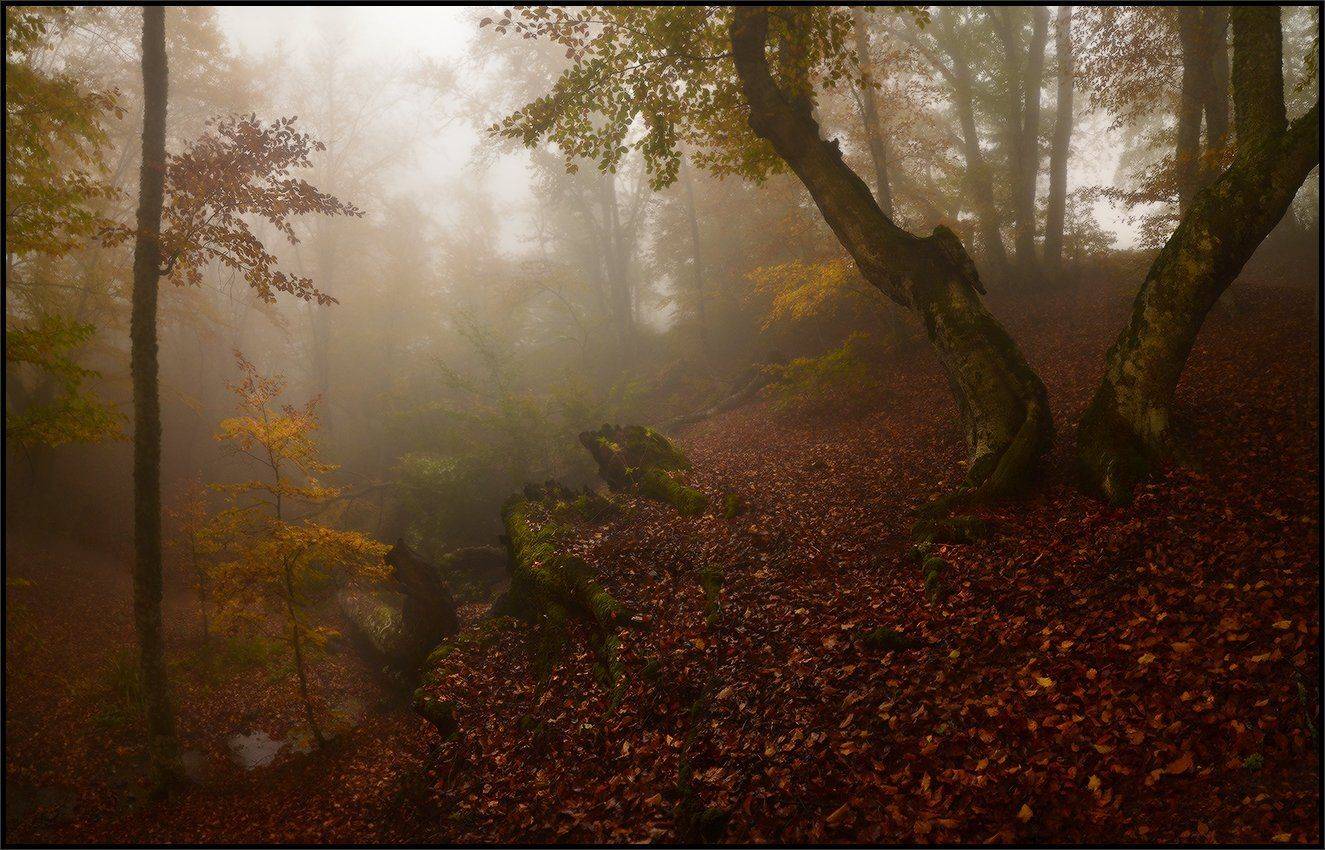 , Владимир Метцгер