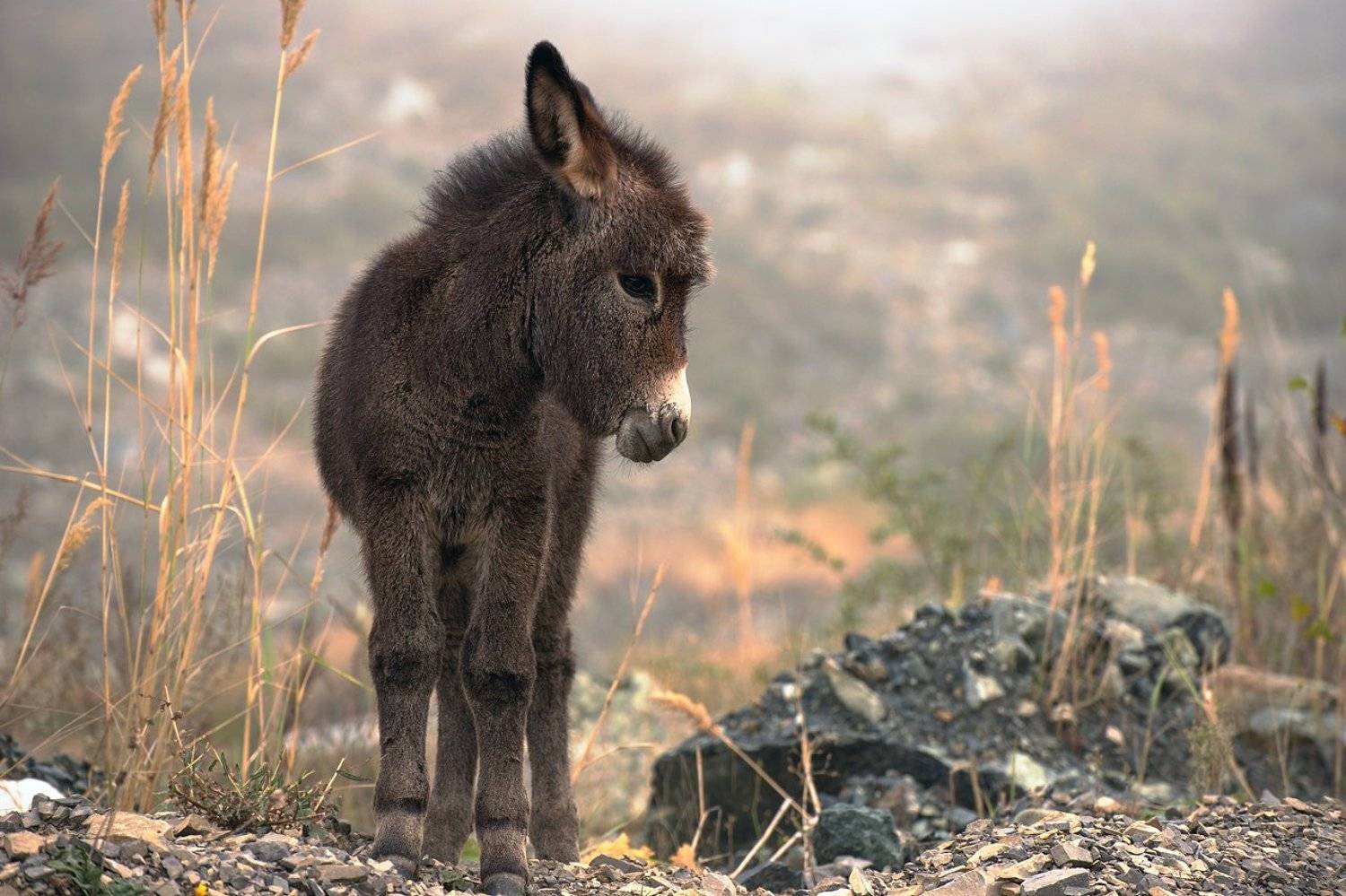 , Михаил Туркеев