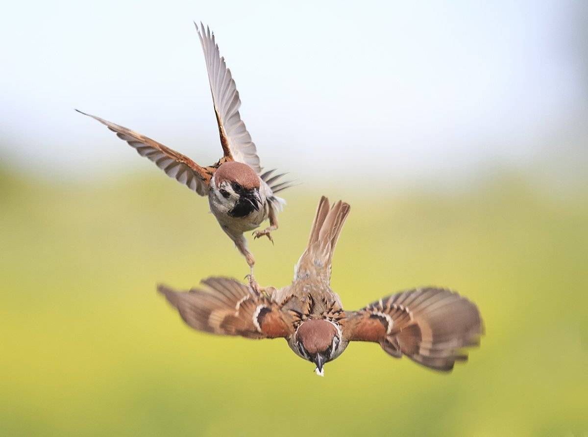 воробьи, Наталья