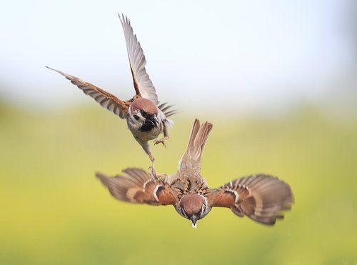 от меня не улетишь!