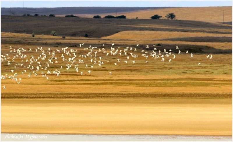 Птицы фото превью