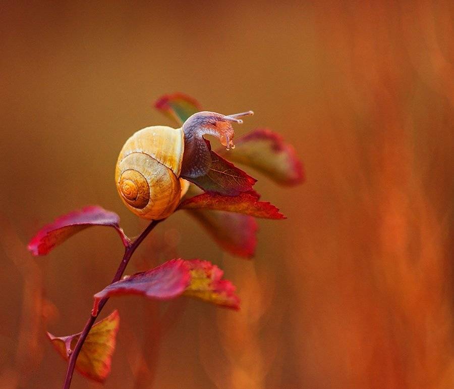 , Pawel Plucinski