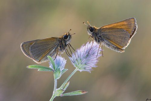 Thymelicus sp.