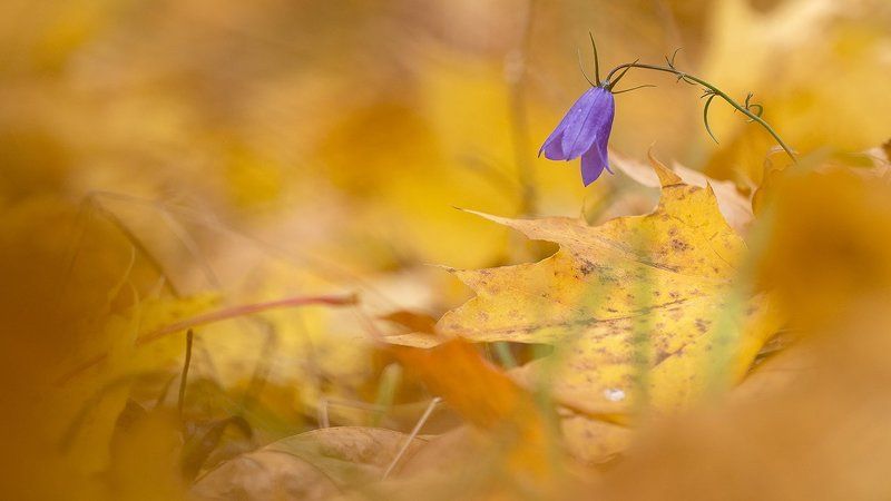 bell,bokeh,flowers,macro,боке,колокольчик,макро,природа,растения,свежесть,цветы Самые стойкие фото превью