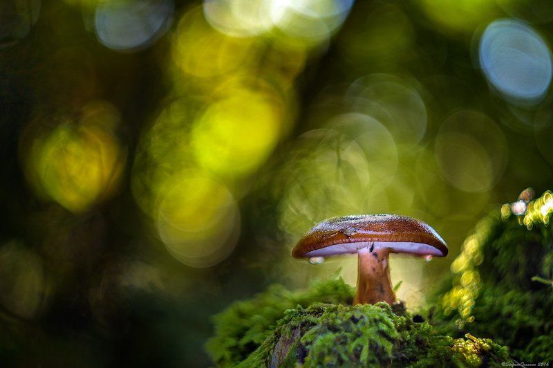 mushroom фото превью