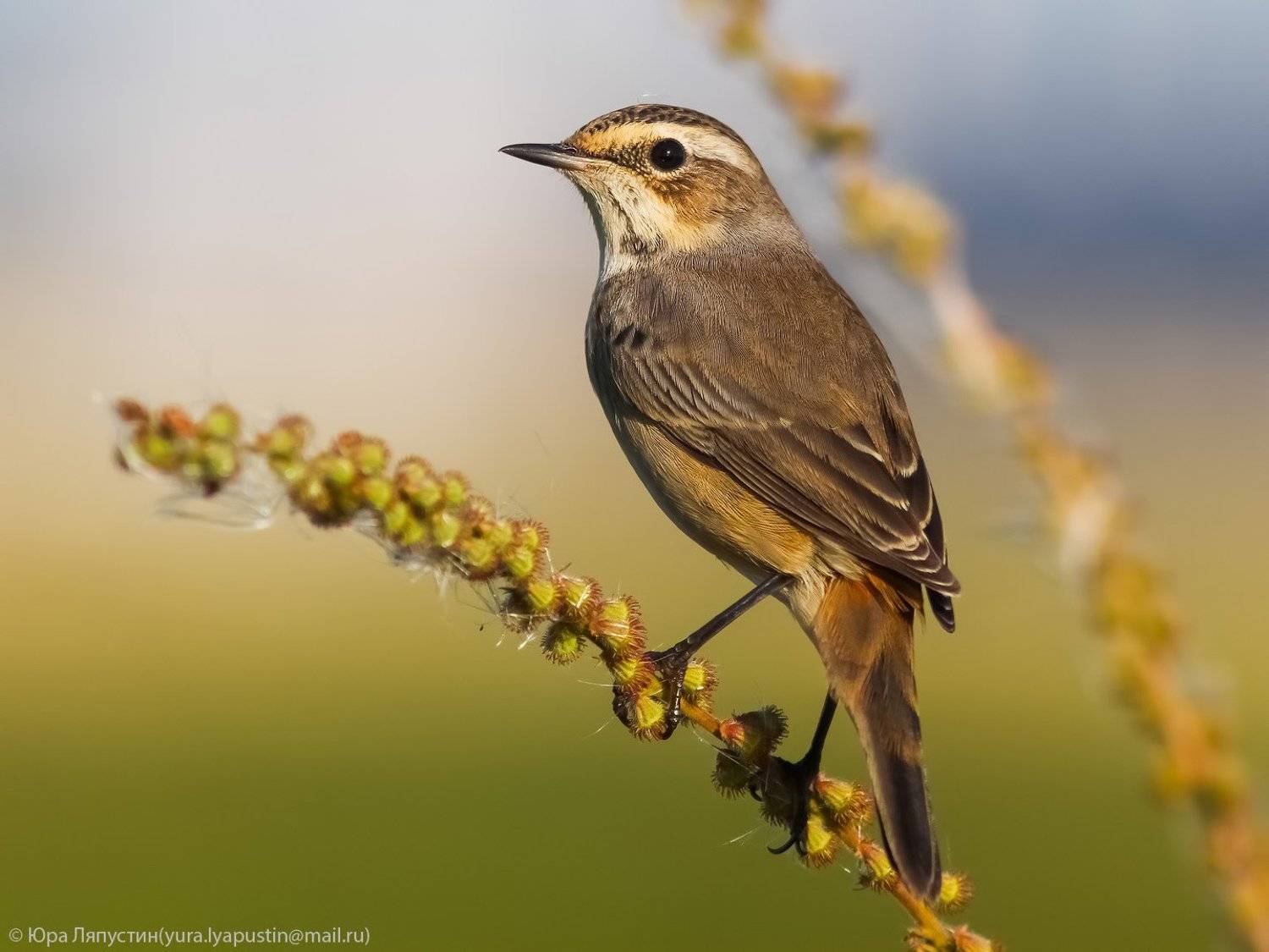 варакушка, Ляпустин Юрий