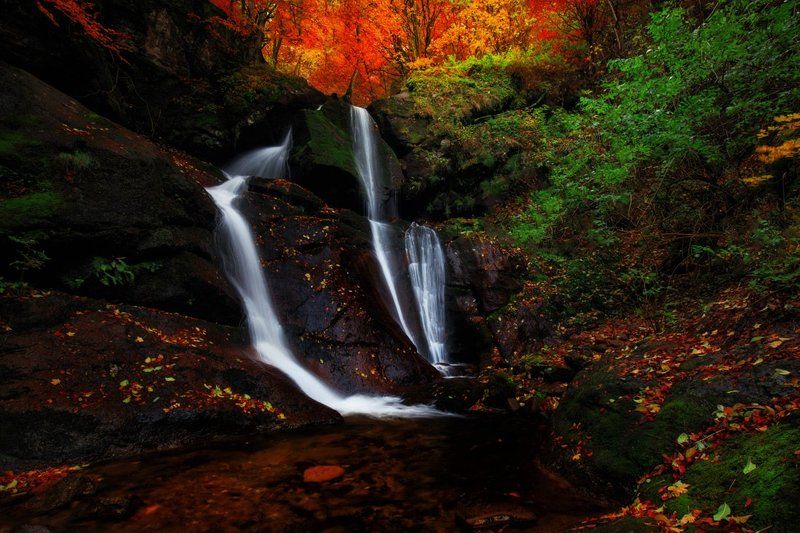 Цветовете на Стара планина фото превью