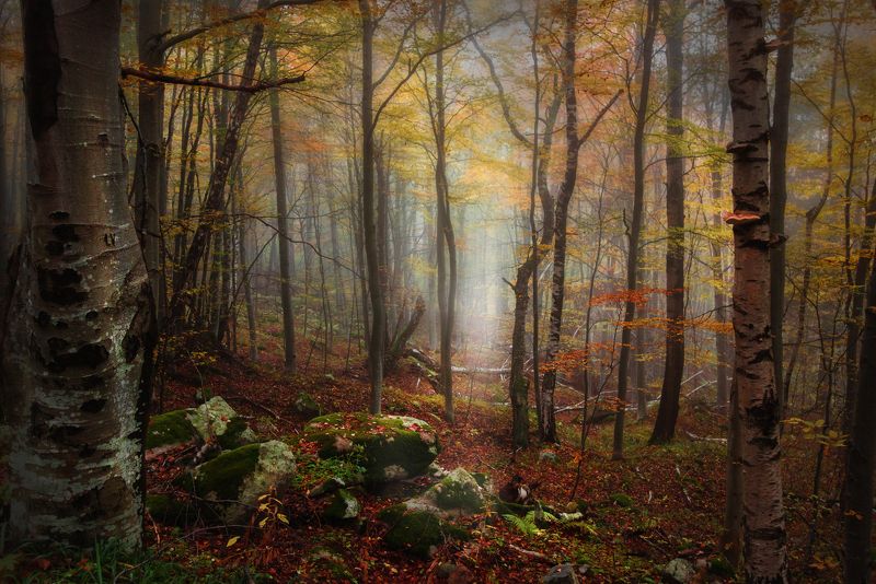 Утро фото превью