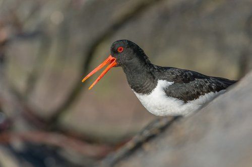 Eurasian Oystercatcher