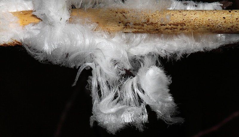 Снежные волосы (Snow hair) фото превью