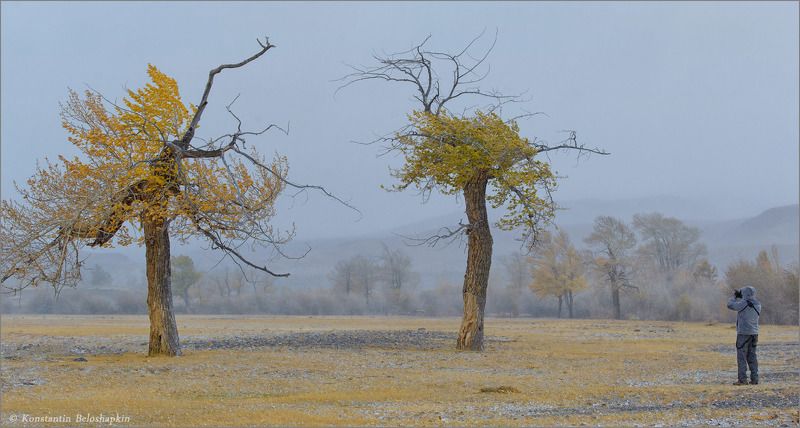 алтай, реликтовые тополя Реликтовые фотомодели фото превью